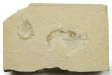 Two Cretaceous Fossil Shrimp - Lebanon #376613-1